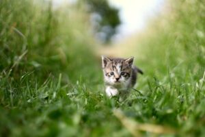 cat, grass, green, pet, animal, nature, beast