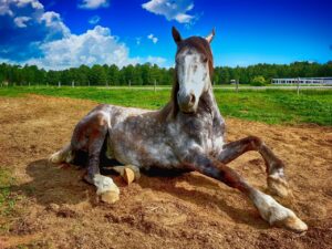 horse, lying down, farm, countryside, animal, nature, field, stallion, equestrian, equine, rural, pasture, outdoors, farm animal, lying, horse, horse, horse, horse, horse