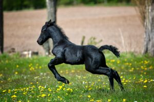 A lively Friesian foal galloping across a bright, spring meadow filled with yellow wildflowers.
